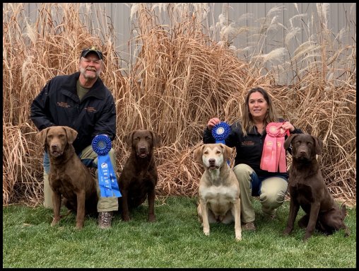 photo of dogs and trophies