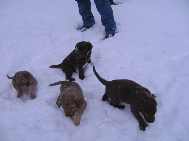 photo of Chesapeake pups