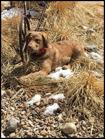 photo of Chesapeake pups