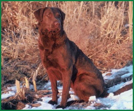 photo of Kodi sitting in snowy field