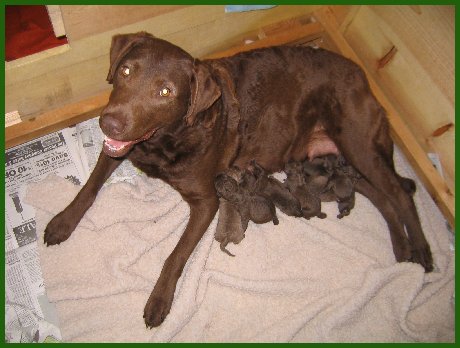 Kodi with her litter