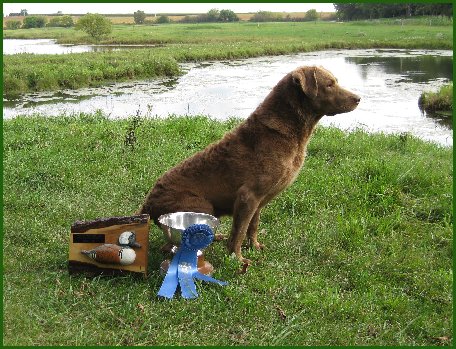 photo of dog with trophies