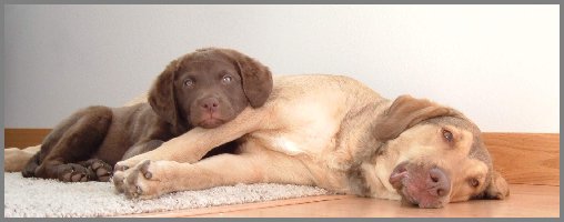 pup and mom