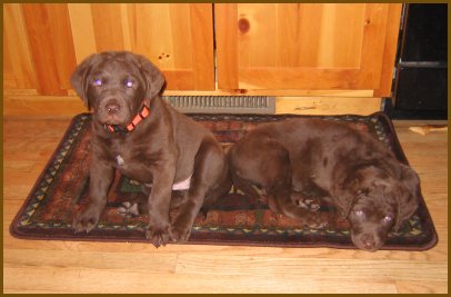 photo of pups laying on rug