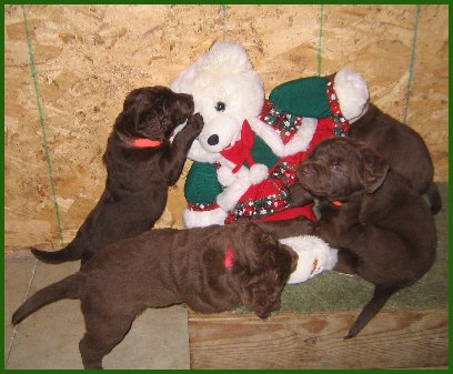 photo of pups playing with stuffed toy