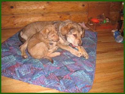 photo of Tess and a puppy