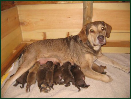 photo of Chesapeake mom and pups